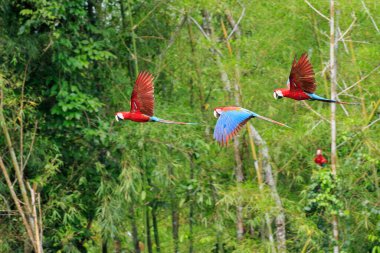 Kızıl Papağanlar Manu Ulusal Parkı üzerinde Uçuyor, Peru