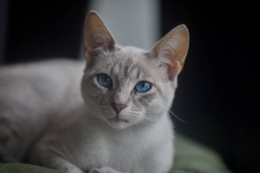 Çarpıcı mavi gözleri, parlak krem paltosu ve şen şakrak zarafetiyle bu siyam kedisi, zahmetsizce kalpleri çalıyor.