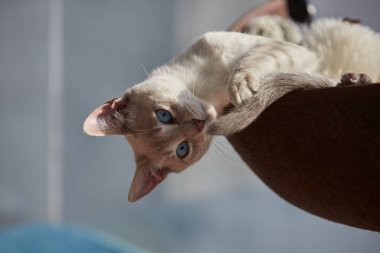 Çarpıcı mavi gözleri, parlak krem paltosu ve şen şakrak zarafetiyle bu siyam kedisi, zahmetsizce kalpleri çalıyor.