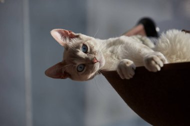 Çarpıcı mavi gözleri, parlak krem paltosu ve şen şakrak zarafetiyle bu siyam kedisi, zahmetsizce kalpleri çalıyor.