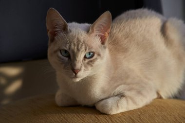 Çarpıcı mavi gözleri, parlak krem paltosu ve şen şakrak zarafetiyle bu siyam kedisi, zahmetsizce kalpleri çalıyor.
