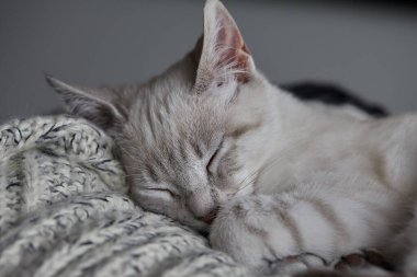 Çarpıcı mavi gözleri, parlak krem paltosu ve şen şakrak zarafetiyle bu siyam kedisi, zahmetsizce kalpleri çalıyor.