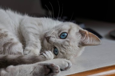 Çarpıcı mavi gözleri, parlak krem paltosu ve şen şakrak zarafetiyle bu siyam kedisi, zahmetsizce kalpleri çalıyor.