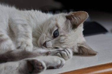 Çarpıcı mavi gözleri, parlak krem paltosu ve şen şakrak zarafetiyle bu siyam kedisi, zahmetsizce kalpleri çalıyor.