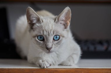 Çarpıcı mavi gözleri, parlak krem paltosu ve şen şakrak zarafetiyle bu siyam kedisi, zahmetsizce kalpleri çalıyor.
