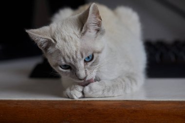 Çarpıcı mavi gözleri, parlak krem paltosu ve şen şakrak zarafetiyle bu siyam kedisi, zahmetsizce kalpleri çalıyor.