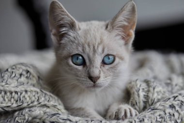 Çarpıcı mavi gözleri, parlak krem paltosu ve şen şakrak zarafetiyle bu siyam kedisi, zahmetsizce kalpleri çalıyor.