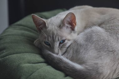 Çarpıcı mavi gözleri, parlak krem paltosu ve şen şakrak zarafetiyle bu siyam kedisi, zahmetsizce kalpleri çalıyor.