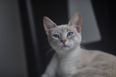 Çarpıcı mavi gözleri, parlak krem paltosu ve şen şakrak zarafetiyle bu siyam kedisi, zahmetsizce kalpleri çalıyor.