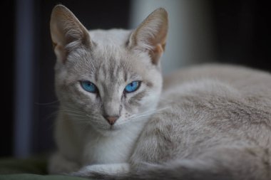 Çarpıcı mavi gözleri, parlak krem paltosu ve şen şakrak zarafetiyle bu siyam kedisi, zahmetsizce kalpleri çalıyor.