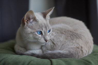Çarpıcı mavi gözleri, parlak krem paltosu ve şen şakrak zarafetiyle bu siyam kedisi, zahmetsizce kalpleri çalıyor.