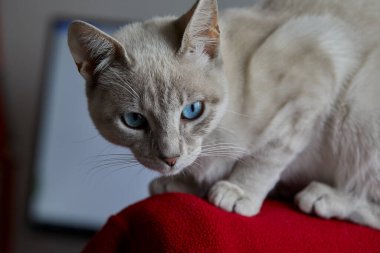 Çarpıcı mavi gözleri, parlak krem paltosu ve şen şakrak zarafetiyle bu siyam kedisi, zahmetsizce kalpleri çalıyor.