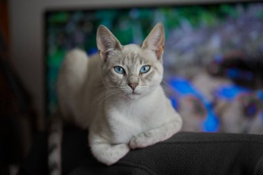 Çarpıcı mavi gözleri, parlak krem paltosu ve şen şakrak zarafetiyle bu siyam kedisi, zahmetsizce kalpleri çalıyor.