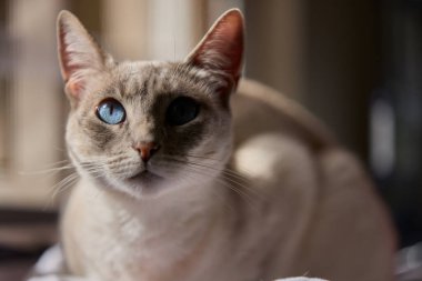 Çarpıcı mavi gözleri, parlak krem paltosu ve şen şakrak zarafetiyle bu siyam kedisi, zahmetsizce kalpleri çalıyor.