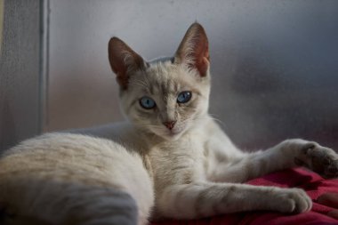 Çarpıcı mavi gözleri, parlak krem paltosu ve şen şakrak zarafetiyle bu siyam kedisi, zahmetsizce kalpleri çalıyor.