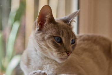 Çarpıcı mavi gözleri, parlak krem paltosu ve şen şakrak zarafetiyle bu siyam kedisi, zahmetsizce kalpleri çalıyor.