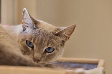 Çarpıcı mavi gözleri, parlak krem paltosu ve şen şakrak zarafetiyle bu siyam kedisi, zahmetsizce kalpleri çalıyor.