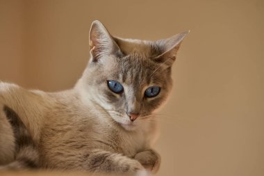 Çarpıcı mavi gözleri, parlak krem paltosu ve şen şakrak zarafetiyle bu siyam kedisi, zahmetsizce kalpleri çalıyor.