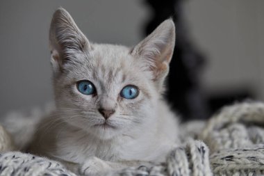 Siyam kedileri zarif, narin vücutlu, badem şeklinde mavi gözlü ve kulaklarında, yüzünde, pençelerinde ve kuyruğunda renk noktaları olan kısa paltolu dikkat çekici görünümleriyle tanınırlar..