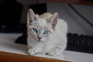 Siyam kedileri zarif, narin vücutlu, badem şeklinde mavi gözlü ve kulaklarında, yüzünde, pençelerinde ve kuyruğunda renk noktaları olan kısa paltolu dikkat çekici görünümleriyle tanınırlar..