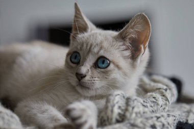 Siyam kedileri zarif, narin vücutlu, badem şeklinde mavi gözlü ve kulaklarında, yüzünde, pençelerinde ve kuyruğunda renk noktaları olan kısa paltolu dikkat çekici görünümleriyle tanınırlar..