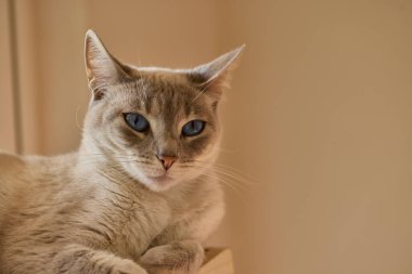 Siyam kedileri zarif, narin vücutlu, badem şeklinde mavi gözlü ve kulaklarında, yüzünde, pençelerinde ve kuyruğunda renk noktaları olan kısa paltolu dikkat çekici görünümleriyle tanınırlar..