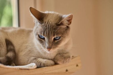 Siyam kedileri zarif, narin vücutlu, badem şeklinde mavi gözlü ve kulaklarında, yüzünde, pençelerinde ve kuyruğunda renk noktaları olan kısa paltolu dikkat çekici görünümleriyle tanınırlar..