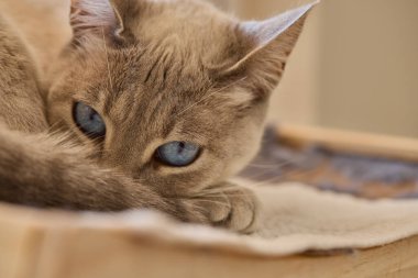 Siyam kedileri zarif, narin vücutlu, badem şeklinde mavi gözlü ve kulaklarında, yüzünde, pençelerinde ve kuyruğunda renk noktaları olan kısa paltolu dikkat çekici görünümleriyle tanınırlar..