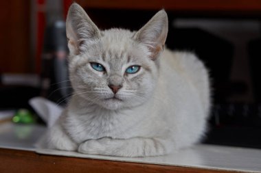 Siyam kedileri zarif, narin vücutlu, badem şeklinde mavi gözlü ve kulaklarında, yüzünde, pençelerinde ve kuyruğunda renk noktaları olan kısa paltolu dikkat çekici görünümleriyle tanınırlar..