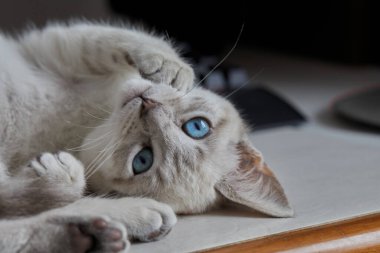 Siyam kedileri zarif, narin vücutlu, badem şeklinde mavi gözlü ve kulaklarında, yüzünde, pençelerinde ve kuyruğunda renk noktaları olan kısa paltolu dikkat çekici görünümleriyle tanınırlar..