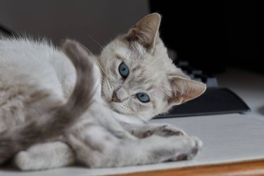 Siyam kedileri zarif, narin vücutlu, badem şeklinde mavi gözlü ve kulaklarında, yüzünde, pençelerinde ve kuyruğunda renk noktaları olan kısa paltolu dikkat çekici görünümleriyle tanınırlar..