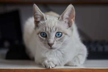 Çarpıcı mavi gözleri, parlak krem paltosu ve şen şakrak zarafetiyle bu siyam kedisi, zahmetsizce kalpleri çalıyor.