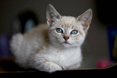 Çarpıcı mavi gözleri, parlak krem paltosu ve şen şakrak zarafetiyle bu siyam kedisi, zahmetsizce kalpleri çalıyor.