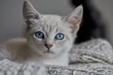 Çarpıcı mavi gözleri, parlak krem paltosu ve şen şakrak zarafetiyle bu siyam kedisi, zahmetsizce kalpleri çalıyor.