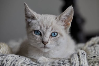 Çarpıcı mavi gözleri, parlak krem paltosu ve şen şakrak zarafetiyle bu siyam kedisi, zahmetsizce kalpleri çalıyor.