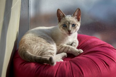 Çarpıcı mavi gözleri, parlak krem paltosu ve şen şakrak zarafetiyle bu siyam kedisi, zahmetsizce kalpleri çalıyor.