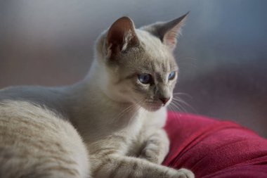 Taquile, taştan yollarla dolu huzurlu bir ada, teraslı tepeler, ve eski gelenekleri canlı tutan gururlu dokumacılar. Titicaca Gölü Peru.