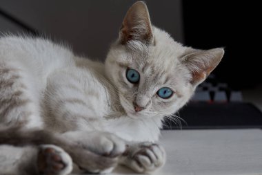 Taquile, taştan yollarla dolu huzurlu bir ada, teraslı tepeler, ve eski gelenekleri canlı tutan gururlu dokumacılar. Titicaca Gölü Peru.