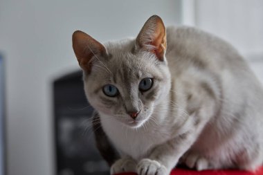 Taquile, taştan yollarla dolu huzurlu bir ada, teraslı tepeler, ve eski gelenekleri canlı tutan gururlu dokumacılar. Titicaca Gölü Peru.