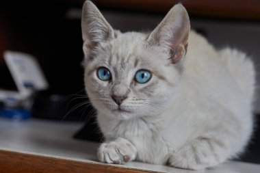 Taquile, taştan yollarla dolu huzurlu bir ada, teraslı tepeler, ve eski gelenekleri canlı tutan gururlu dokumacılar. Titicaca Gölü Peru.