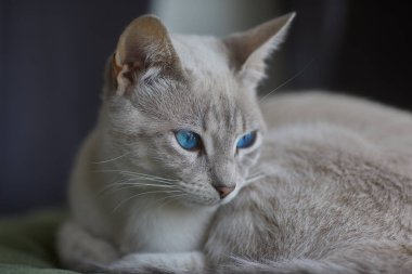 Çarpıcı mavi gözleri, parlak krem paltosu ve şen şakrak zarafetiyle bu siyam kedisi, zahmetsizce kalpleri çalıyor.