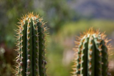 Peru And Dağları 'nın yükseklerinde, dayanıklı kaktüsler kayalık yamaçlar ve keskin dağ havası arasında hayat ve irtifanın çarpıcı bir zıtlığı arasında gelişir..