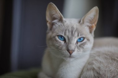 Siyam kedileri zarif, narin vücutlu, badem şeklinde mavi gözlü ve kulaklarında, yüzünde, pençelerinde ve kuyruğunda renk noktaları olan kısa paltolu dikkat çekici görünümleriyle tanınırlar..