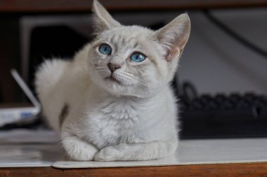 Siyam kedileri zarif, narin vücutlu, badem şeklinde mavi gözlü ve kulaklarında, yüzünde, pençelerinde ve kuyruğunda renk noktaları olan kısa paltolu dikkat çekici görünümleriyle tanınırlar..