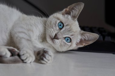 Siyam kedileri zarif, narin vücutlu, badem şeklinde mavi gözlü ve kulaklarında, yüzünde, pençelerinde ve kuyruğunda renk noktaları olan kısa paltolu dikkat çekici görünümleriyle tanınırlar..