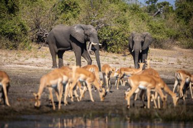 Impalas, Chobe Nehri boyunca huzur içinde otluyor, sabah ışığında banyo yapıyor. Vahşi doğanın kalbinde sessiz bir an.