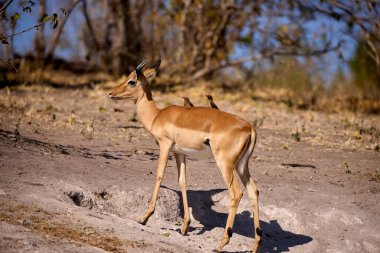 Impalas, Chobe Nehri boyunca huzur içinde otluyor, sabah ışığında banyo yapıyor. Vahşi doğanın kalbinde sessiz bir an.