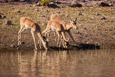 Impalas, Chobe Nehri boyunca huzur içinde otluyor, sabah ışığında banyo yapıyor. Vahşi doğanın kalbinde sessiz bir an.