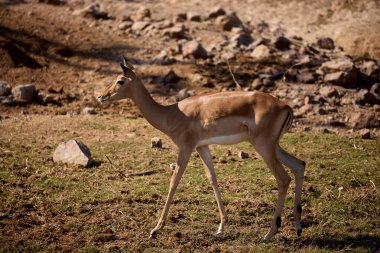 Impalas, Chobe Nehri boyunca huzur içinde otluyor, sabah ışığında banyo yapıyor. Vahşi doğanın kalbinde sessiz bir an.