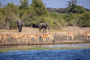 Impalas, Chobe Nehri boyunca huzur içinde otluyor, sabah ışığında banyo yapıyor. Vahşi doğanın kalbinde sessiz bir an.